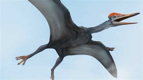 dinosaurios voladores - dibujos de dinosaurios